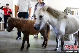 广西德保：“马中熊猫”开拓文旅新赛道图片