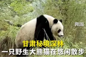 大熊猫甘肃密林深处悠闲散步图片