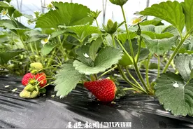 贞丰县纳山村：草莓上市采摘 开启“莓”好时光图片