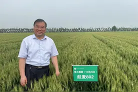 一号文件解读丨今年1.3万亿斤粮食产量目标，三大主粮如何兑现图片
