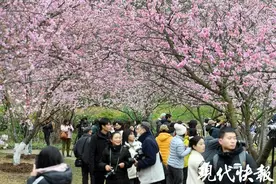“樱”你而来，在南京中山植物园邂逅浪漫樱花雨图片
