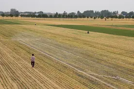 直击河南扶沟县抗旱：俩月只下一场极小的雨，玉米苗都被旱“迷糊”了图片