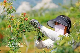 山西襄汾：火红花椒助增收图片
