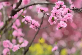 新民特写｜变“春日流量”为“消费增量”，2025上海桃花节开幕图片