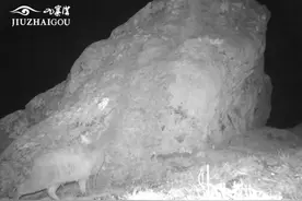荒漠猫现身九寨沟，被称为“最不为人知的一种猫科动物”图片