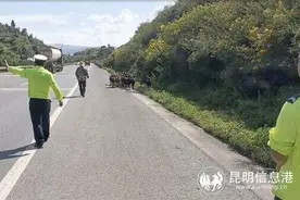 羊群误入高速公路 嵩明交警助羊群安全归家图片