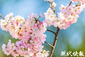 南京玄武湖樱花开了！预计本周末迎来盛花期图片