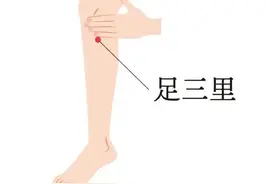 立秋后进补？首选按摩足三里！图片