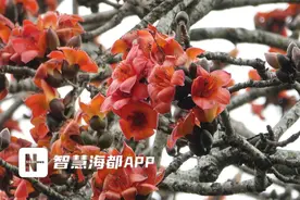 火红木棉花 煲汤袪湿法宝！专家提醒……图片