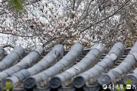 春风轻拂玉兰笑，趵突泉内春意浓图片