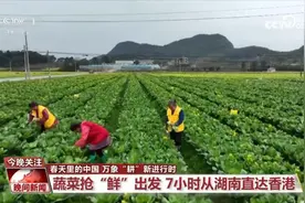 万象“耕”新进行时 蔬菜抢“鲜”7小时从湖南直达香港图片