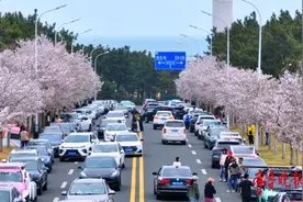 果然视频丨威海海悦路樱花盛开，满树繁花如云似雪图片