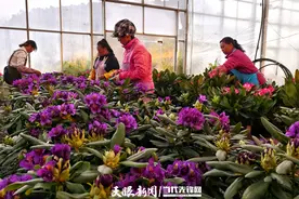 百里杜鹃：科技赋能花卉产业 促进“两山”有效转化图片