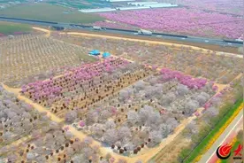 青岛繁花集丨青岛西海岸新区海青镇花海绽放图片
