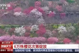 6万株樱花次第绽放 来赴一场春日赏樱之约图片