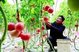 做强“菜园子” 保障“菜篮子”——河北全力推进京津冀农业农村领域协同发展图片