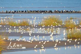 河北秦皇岛：北戴河沿海湿地生态优美候鸟翩跹图片
