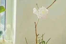 青未了|莎（suō）草正青，且歌且吟踏莎行图片