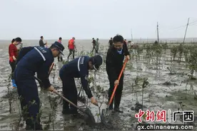 防城港市军地多部门开展植树活动图片