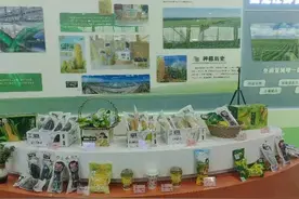 国家地理标志农产品哈尔滨“巴彦玉米”闯出大市场图片