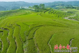 组图｜五指山牙胡梯田即将迎来最佳观赏季图片