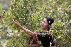 万亩杨梅，熟了图片