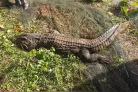 云南一310斤鳄鱼凌晨咬破铁笼逃走：在鱼塘找到，特警开枪击毙图片
