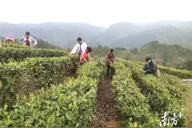 打造茶产业，做好茶“文章”！阳山加快推进民族地区高质量发展图片