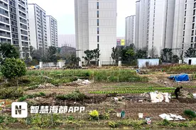 福州仓山一菜地杂草堆冒烟图片
