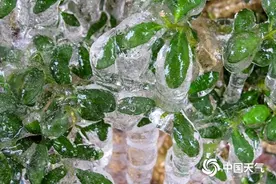 气温持续偏低！南方多地冷如三九，月底我国还有大范围雨雪天气图片