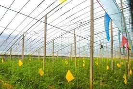 【地方食闻】河北肥乡：草莓西红柿促农增收图片