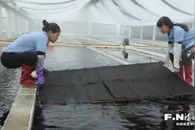 福州连江海带苗“打飞的”北上“反哺”原乡图片