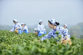 信阳浉河区：一叶兴一业 茶香富茶乡图片