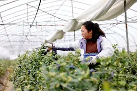 麻江:大棚蓝莓提前两月上市图片