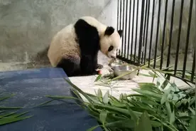 陕西周至被救助大熊猫后续：体况趋于稳定，正对其腹水和膝关节炎等症状继续治疗图片