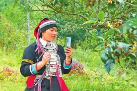云南麻栗坡县“90后”瑶族姑娘邓金仙：讲好老山古树茶故事图片