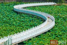 江夏谭鑫培公园荷花盛开，快来打卡图片