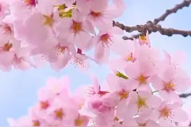 秀我中国｜立春：春天永远有希望与力量图片