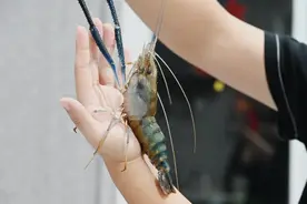 个大味美！崇明淡水“顶流”罗氏沼虾上市图片