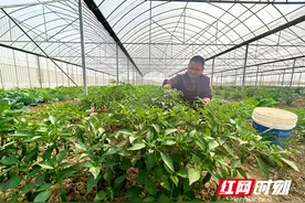 乡村追梦人丨彭伟：梦想接力，80后乡贤回乡种田记图片