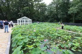 “水下森林”你见过吗？这座水生植物园今起开放图片