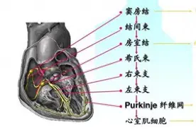 为何我的心脏扑通扑通“乱跳”？丨每日话题图片