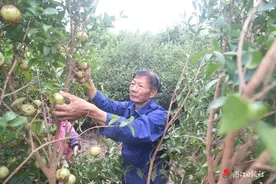 徐闻县岸东村油茶喜迎丰收图片