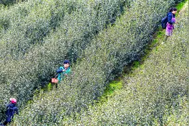 雨水时节采茶忙图片