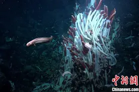 国际最新研究在海底之下发现动物生命 为深海复杂生境提供新认知图片