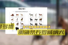 咬伤女童的罗威纳犬，有多凶猛？图片