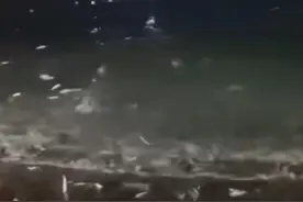 汕头南澳岛大量鱼类夜间跃出水面搁浅！当地回应称将持续观察图片