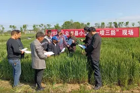 云梦：“一喷三防”田管忙 科学防护保夏粮图片