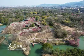 浙江杭州：西溪湿地“曲水寻梅”图片