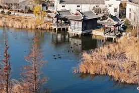 生机盎然！唐岛湾湿地公园成为鸟类乐园图片